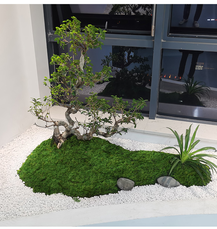 Sphagnum Moss Dry - Filamen lumut buatan lumut rumput orang