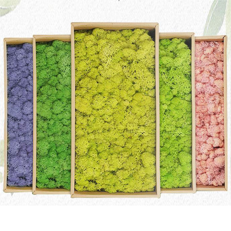 Tanaman hijau buatan 20g, rump - Sphagnum Moss Dry ulasan dan harga