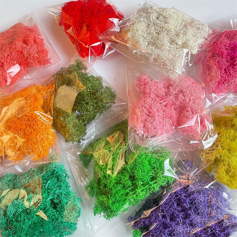 20-200G Tanaman Hijau Buatan P - Sphagnum Moss Dry ulasan dan harga