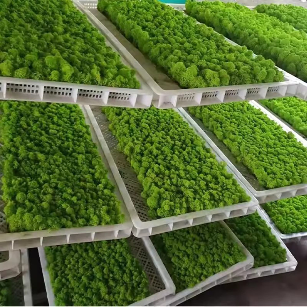 200/500g Tanaman Lumut Palsu E - Sphagnum Moss Dry ulasan dan harga