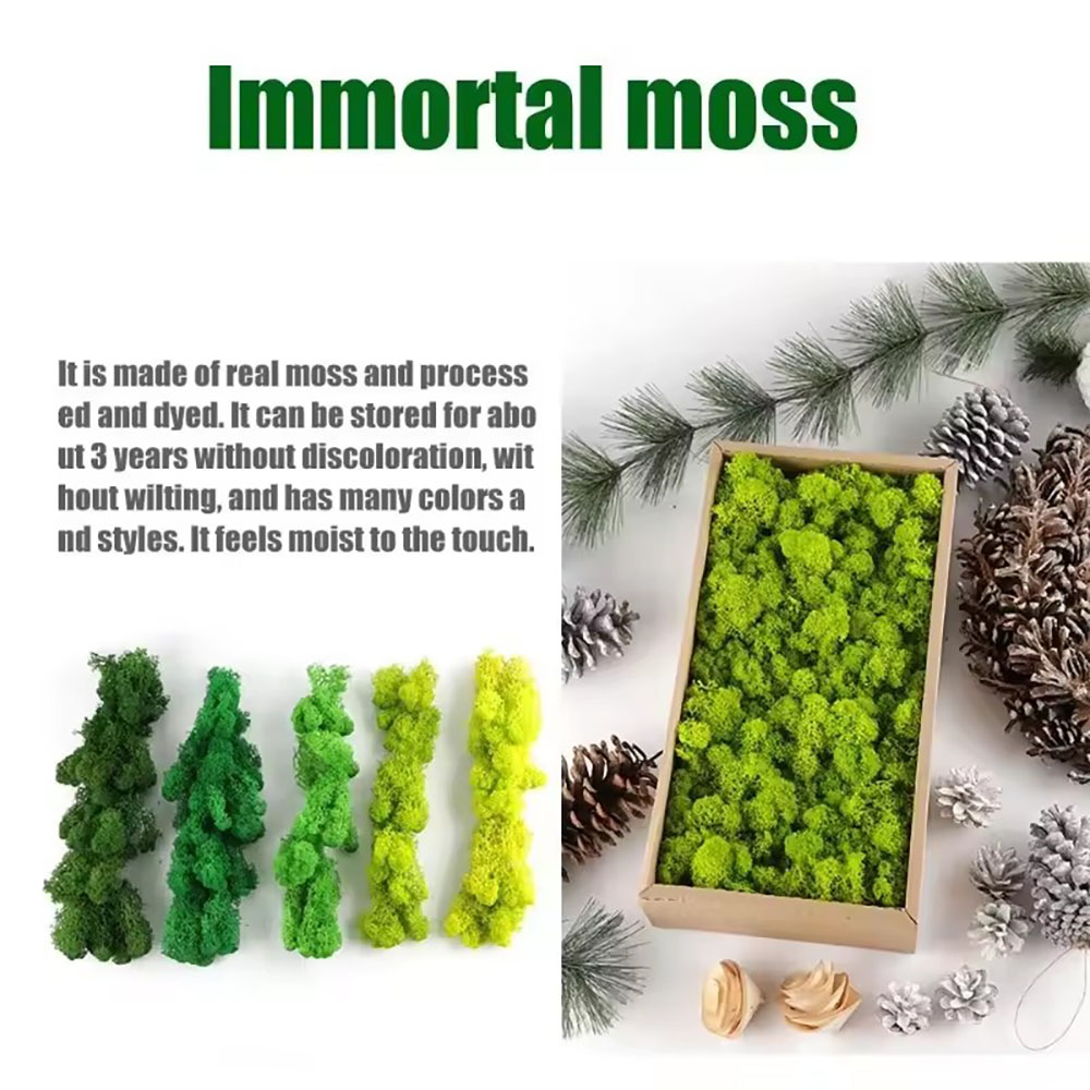 200/500g Tanaman Lumut Palsu E - Sphagnum Moss Dry ulasan dan harga